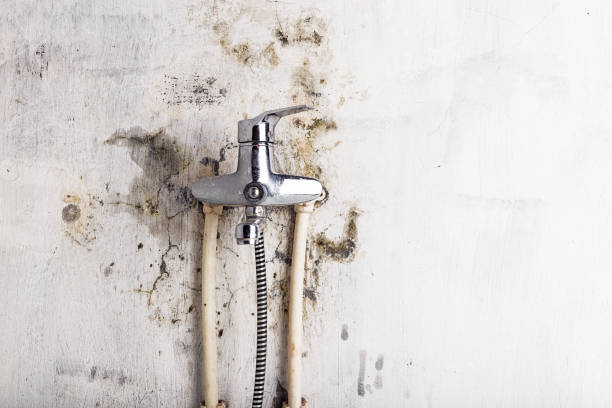 Best Mold Damage Repair  in Meridian Hills, IN