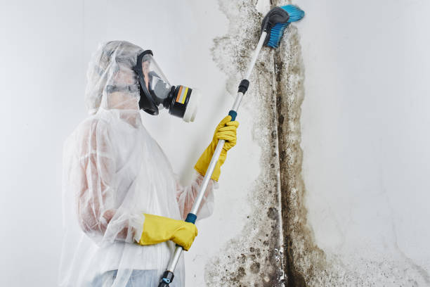 Home Mold Removal in Meridian Hills, IN