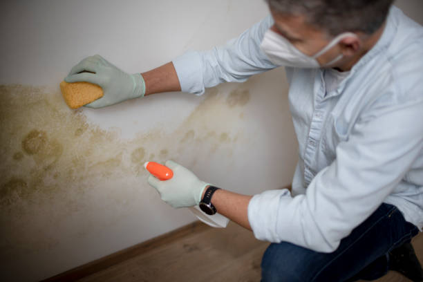 Best Local Mold Removal Service  in Meridian Hills, IN
