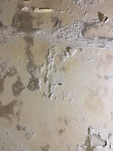 Best Mold Removal Company Near Me  in Meridian Hills, IN
