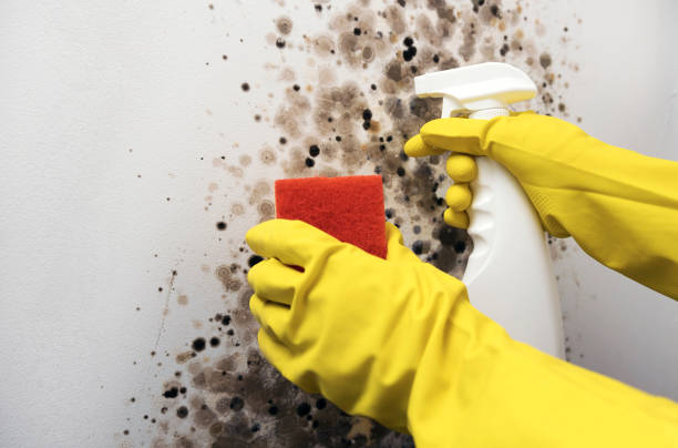 Best Toxic Mold Removal  in Meridian Hills, IN