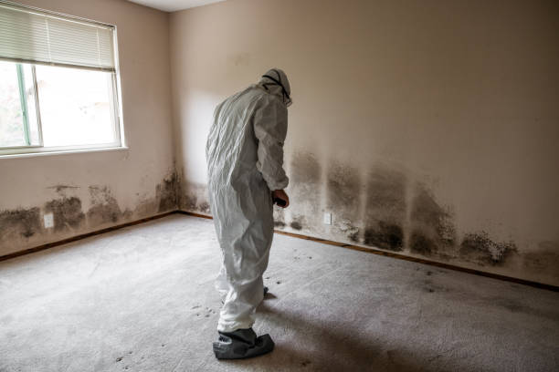 Best Commercial Mold Removal  in Meridian Hills, IN