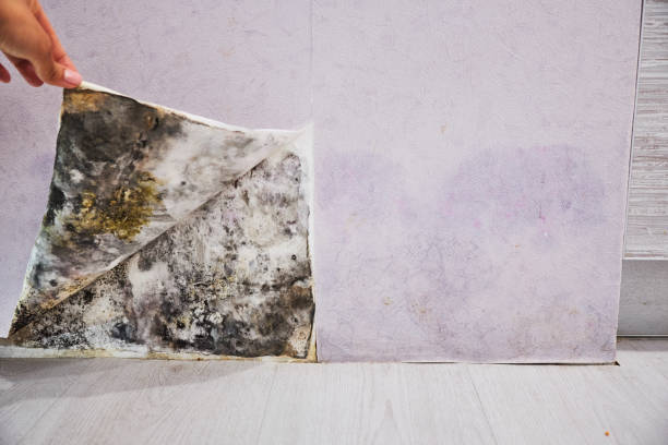 Best Attic Mold Removal  in Meridian Hills, IN